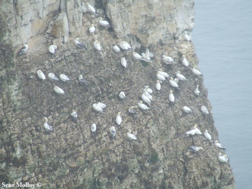 One of the smaller groups of Gannets.