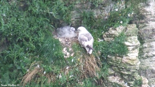A Fulmar and it's incredibly cute chick!!!