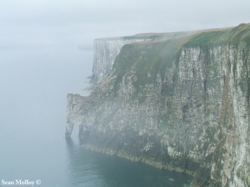 That's a fair few Gannets and that's only a small section of the cliffs.
